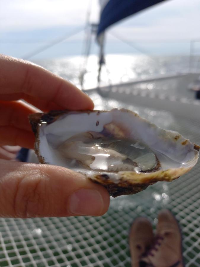 Terre En Vue Hotell La Rochelle  Eksteriør bilde